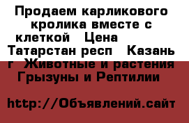 Продаем карликового кролика вместе с клеткой › Цена ­ 1 800 - Татарстан респ., Казань г. Животные и растения » Грызуны и Рептилии   